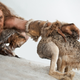 Illustration for article titled Neanderthals were enjoying the finer things in life 250,000 years ago